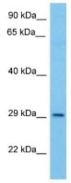 PPAPDC3 Rabbit anti-Rat, Polyclonal, Novus Biologicals 100 &mu;g; Unconjugated:Antibodies,
